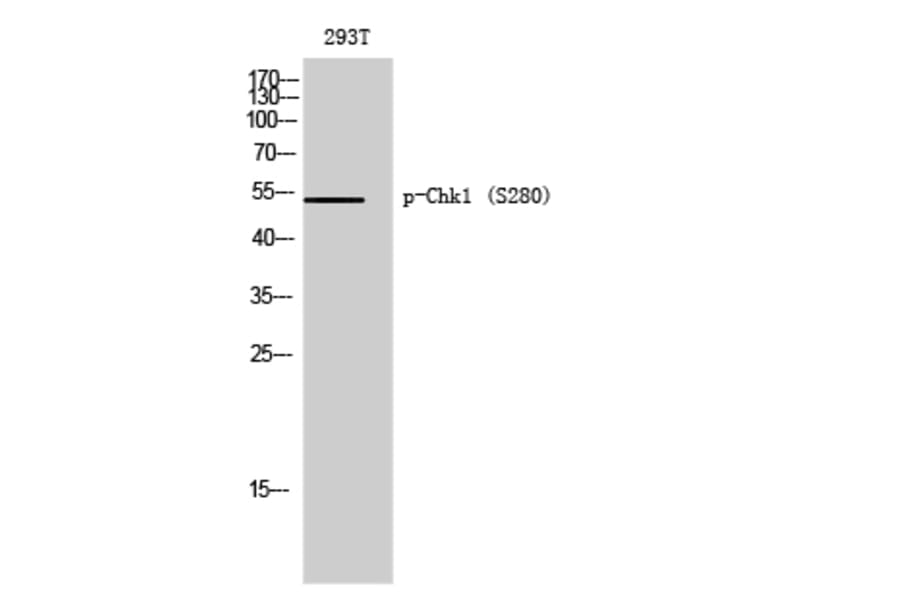 Western Blot - Anti-Chk1 (phospho Ser280) Antibody (A7040) - Antibodies.com