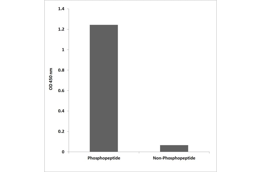 ELISA - Anti-CENP-A (phospho Ser7) Antibody (P12-1014) - Antibodies.com