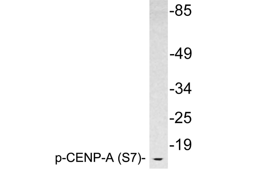 Western Blot - Anti-CENP-A (phospho Ser7) Antibody (P12-1014) - Antibodies.com