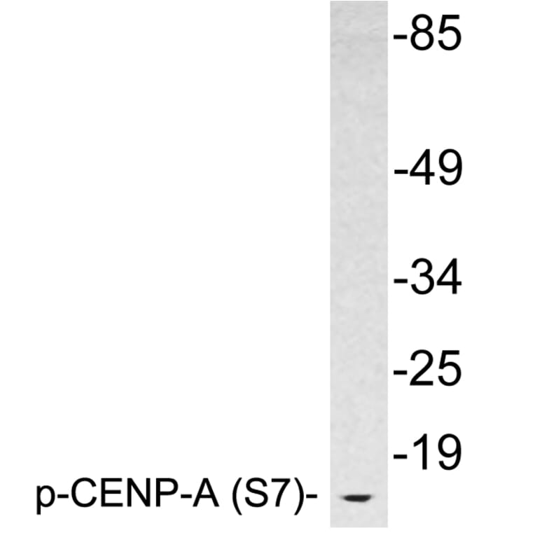 Western Blot - Anti-CENP-A (phospho Ser7) Antibody (P12-1014) - Antibodies.com