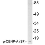 Western Blot - Anti-CENP-A (phospho Ser7) Antibody (P12-1014) - Antibodies.com