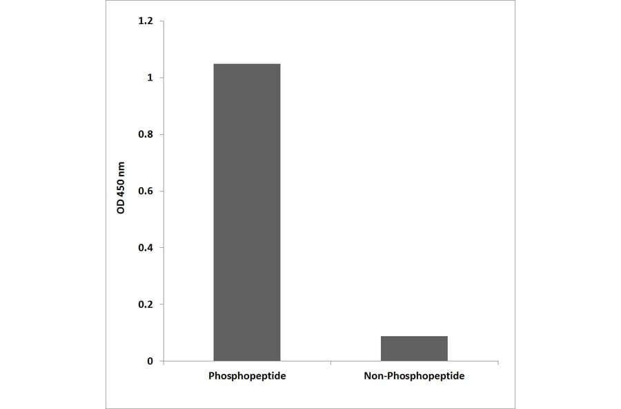 ELISA - Anti-CD22 (phospho Tyr842) Antibody (P12-1010) - Antibodies.com