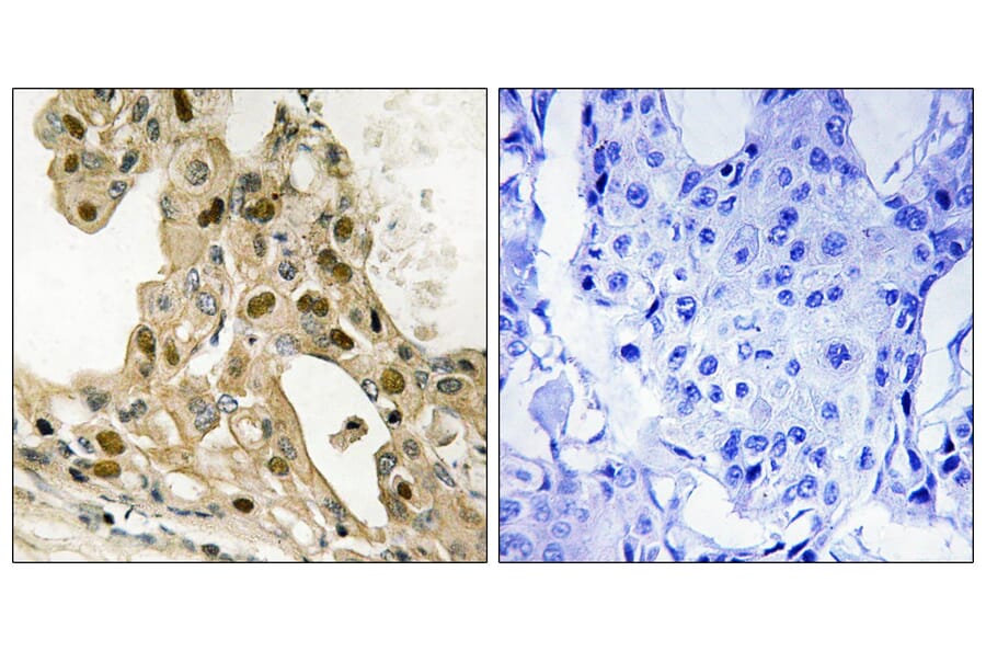 Immunohistochemistry - Anti-p53 (phospho Thr387) Antibody (A8051) - Antibodies.com