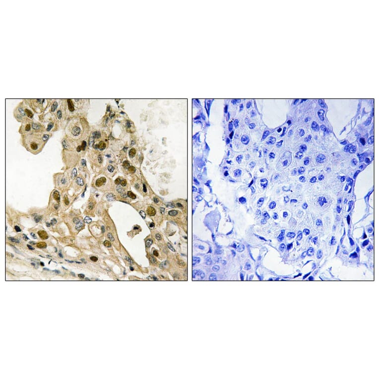 Immunohistochemistry - Anti-p53 (phospho Thr387) Antibody (A8051) - Antibodies.com