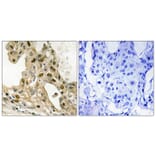 Immunohistochemistry - Anti-p53 (phospho Thr387) Antibody (A8051) - Antibodies.com