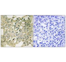 Immunohistochemistry - Anti-MYT1 (phospho Ser83) Antibody (A8151) - Antibodies.com