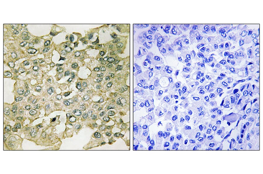 Immunohistochemistry - Anti-MYT1 (phospho Ser83) Antibody (A8151) - Antibodies.com
