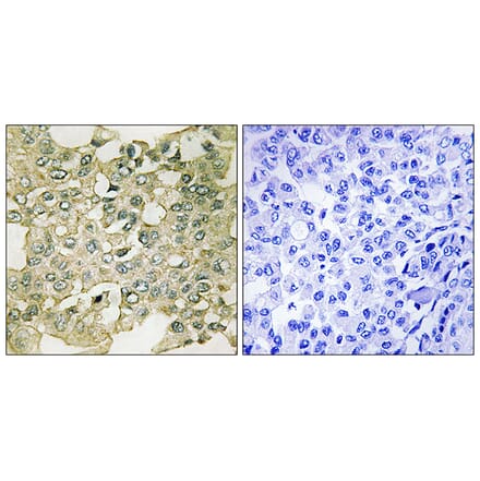 Immunohistochemistry - Anti-MYT1 (phospho Ser83) Antibody (A8151) - Antibodies.com