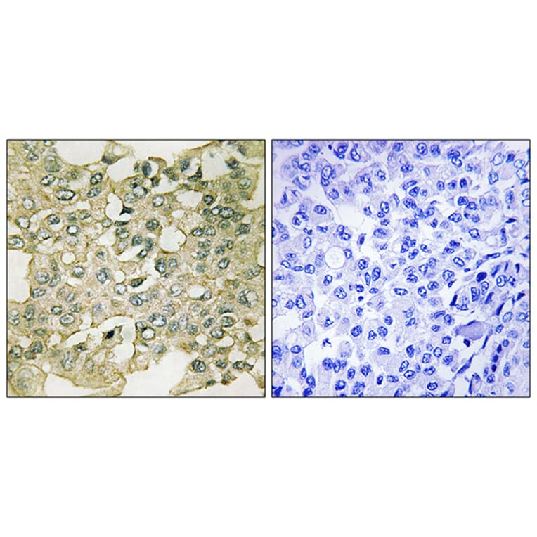 Immunohistochemistry - Anti-MYT1 (phospho Ser83) Antibody (A8151) - Antibodies.com
