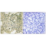 Immunohistochemistry - Anti-MYT1 (phospho Ser83) Antibody (A8151) - Antibodies.com