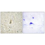 Immunohistochemistry - Anti-Cytochrome P450 26C1 Antibody (C12255) - Antibodies.com