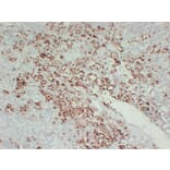 Immunohistochemistry - Anti-Thyroid Peroxidase Antibody (V0133) - Antibodies.com