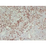 Immunohistochemistry - Anti-Thyroid Peroxidase Antibody (V0133) - Antibodies.com
