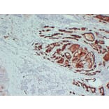 Immunohistochemistry - Anti-Thyroid Peroxidase Antibody (V0133) - Antibodies.com