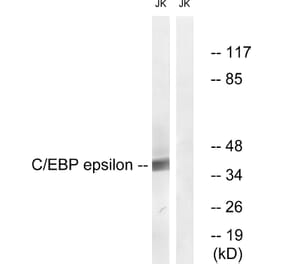 Western Blot - Anti-CEBP epsilon Antibody (B0827) - Antibodies.com