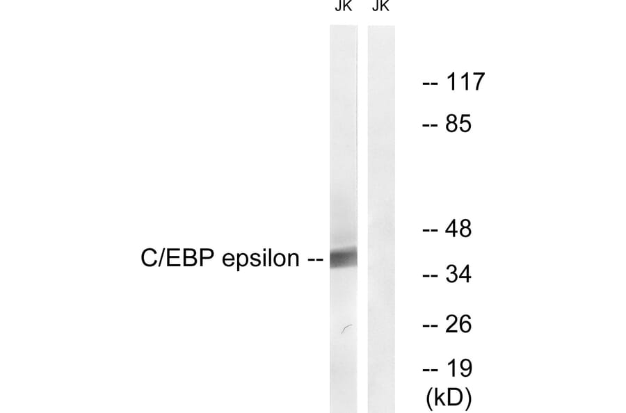 Western Blot - Anti-CEBP epsilon Antibody (B0827) - Antibodies.com