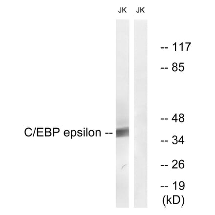 Western Blot - Anti-CEBP epsilon Antibody (B0827) - Antibodies.com