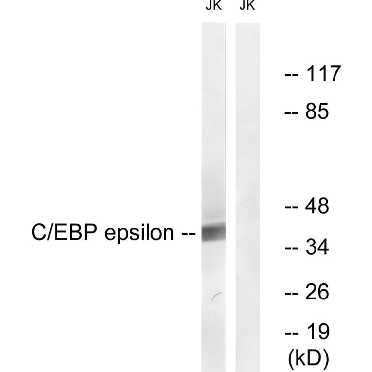 Western Blot - Anti-CEBP epsilon Antibody (B0827) - Antibodies.com
