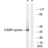 Western Blot - Anti-CEBP epsilon Antibody (B0827) - Antibodies.com