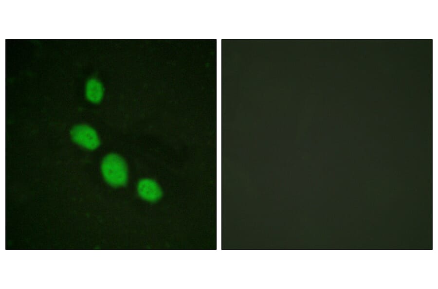 Immunofluorescence - Anti-CEBP epsilon Antibody (B0827) - Antibodies.com