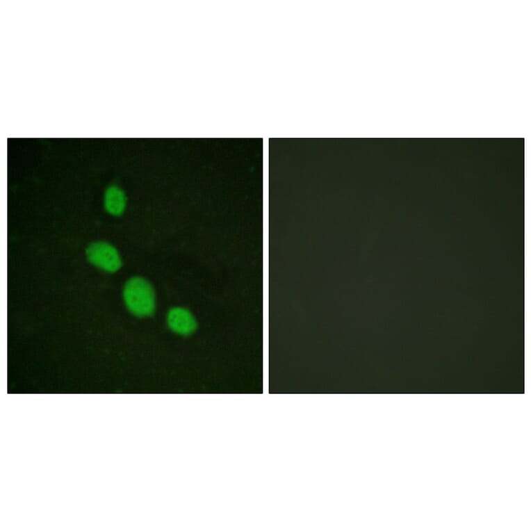 Immunofluorescence - Anti-CEBP epsilon Antibody (B0827) - Antibodies.com