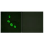 Immunofluorescence - Anti-CEBP epsilon Antibody (B0827) - Antibodies.com