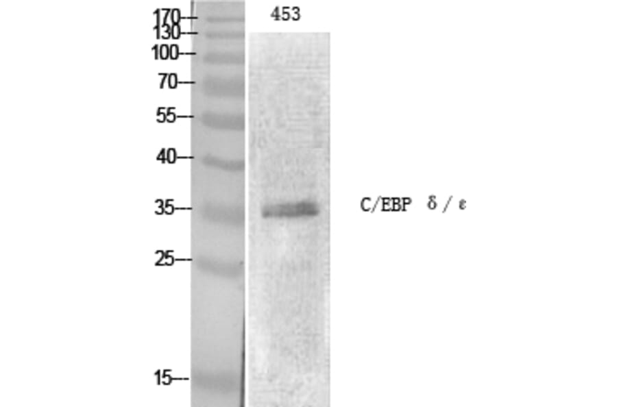 Western Blot - Anti-CEBP epsilon Antibody (B0827) - Antibodies.com