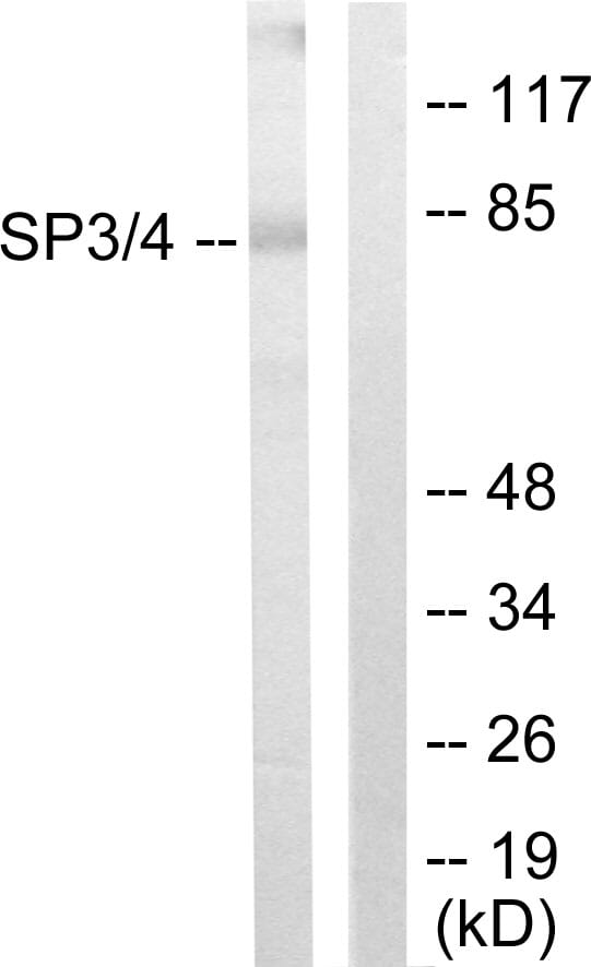 Western blot analysis of lysates from Jurkat cells using Anti-SP3 + SP4 Antibody. The right hand lane represents a negative control, where the antibody is blocked by the immunising peptide.