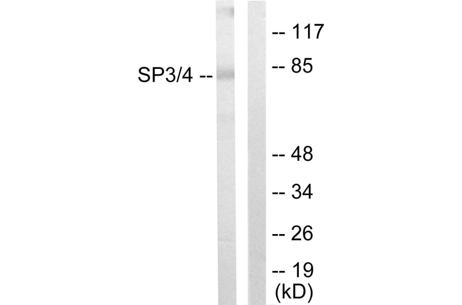 Western Blot - Anti-SP3 + SP4 Antibody (C10849) - Antibodies.com