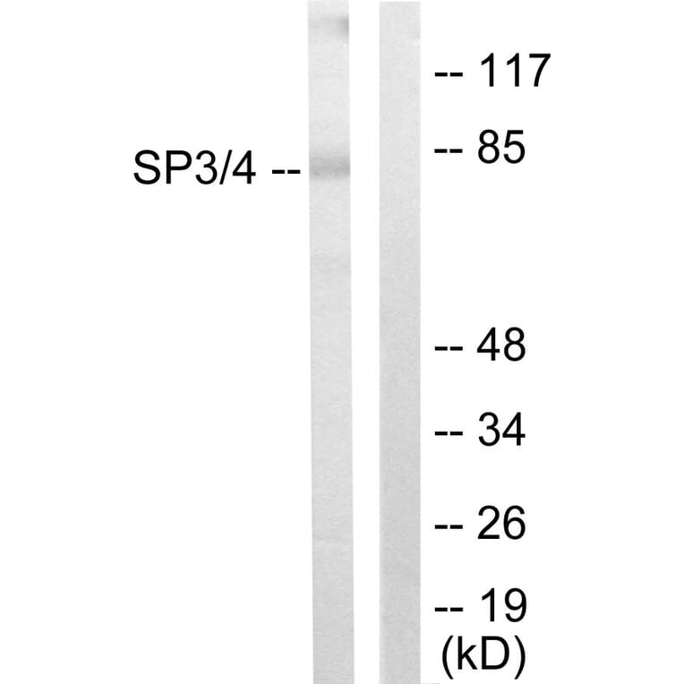 Western Blot - Anti-SP3 + SP4 Antibody (C10849) - Antibodies.com