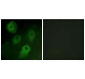 Immunofluorescence - Anti-PKC delta Antibody (B0801) - Antibodies.com