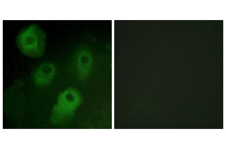 Immunofluorescence - Anti-PKC delta Antibody (B0801) - Antibodies.com