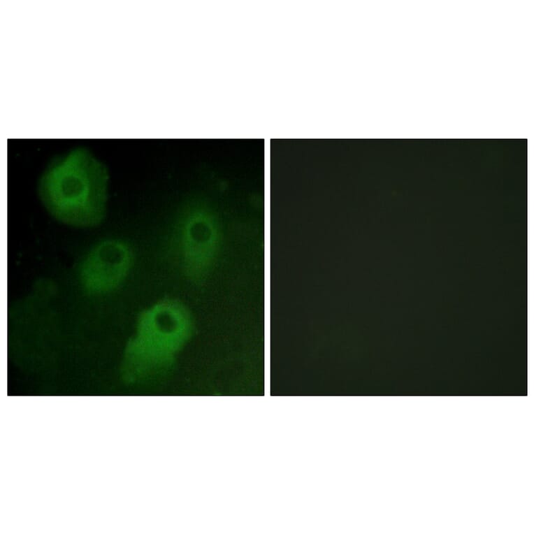 Immunofluorescence - Anti-PKC delta Antibody (B0801) - Antibodies.com