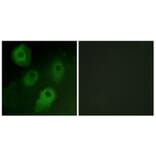 Immunofluorescence - Anti-PKC delta Antibody (B0801) - Antibodies.com