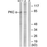 Western Blot - Anti-PKC alpha Antibody (B0800) - Antibodies.com
