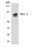 Western Blot - Anti-PKC alpha Antibody (R12-3330) - Antibodies.com
