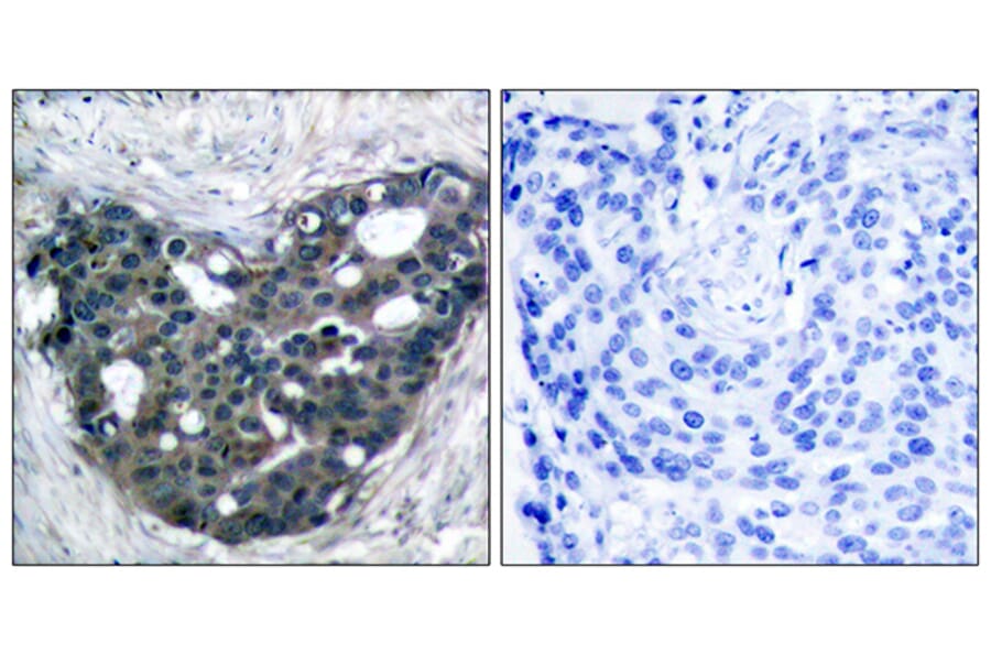 Immunohistochemistry - Anti-p56 Dok-2 Antibody (B7059) - Antibodies.com