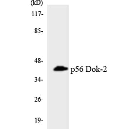 Western Blot - Anti-p56 Dok-2 Antibody (R12-3290) - Antibodies.com