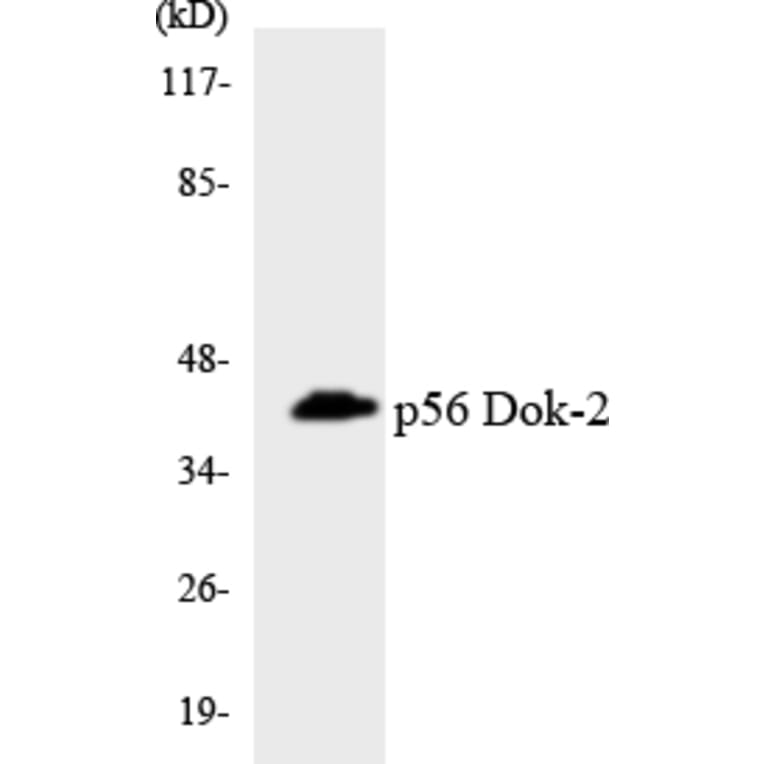 Western Blot - Anti-p56 Dok-2 Antibody (R12-3290) - Antibodies.com