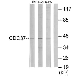 Western Blot - Anti-p50 CDC37 Antibody (C12169) - Antibodies.com
