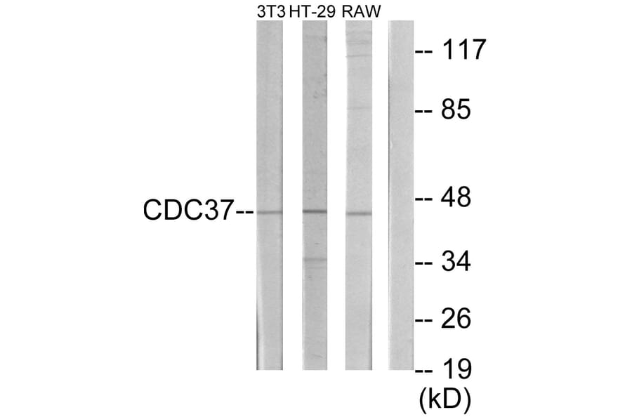 Western Blot - Anti-p50 CDC37 Antibody (C12169) - Antibodies.com