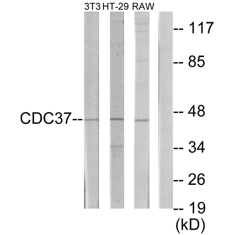 Western Blot - Anti-p50 CDC37 Antibody (C12169) - Antibodies.com