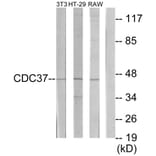 Western Blot - Anti-p50 CDC37 Antibody (C12169) - Antibodies.com