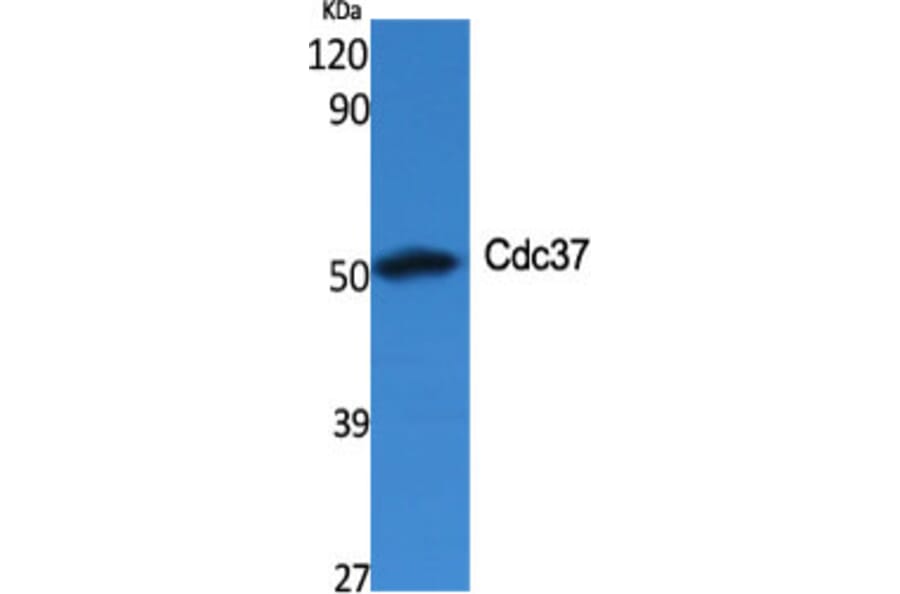 Western Blot - Anti-p50 CDC37 Antibody (C12169) - Antibodies.com
