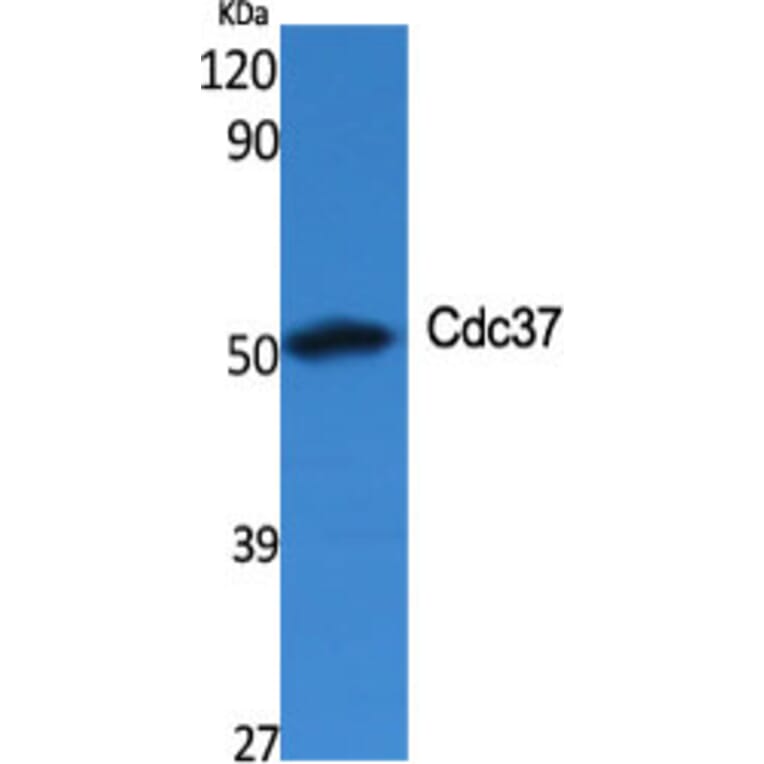 Western Blot - Anti-p50 CDC37 Antibody (C12169) - Antibodies.com