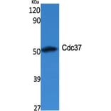 Western Blot - Anti-p50 CDC37 Antibody (C12169) - Antibodies.com