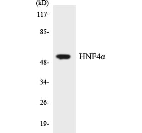Western Blot - Anti-HNF4alpha Antibody (R12-2884) - Antibodies.com