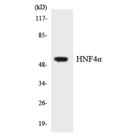 Western Blot - Anti-HNF4alpha Antibody (R12-2884) - Antibodies.com