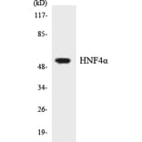 Western Blot - Anti-HNF4alpha Antibody (R12-2884) - Antibodies.com