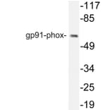 Western Blot - Anti-gp91-phox Antibody (R12-2168) - Antibodies.com